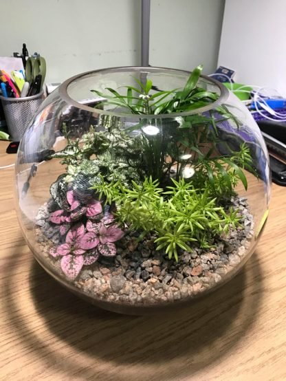 Glass-Terrarium