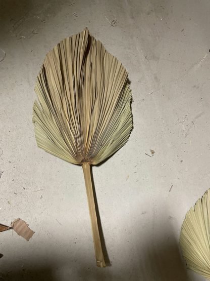 dried palm leaf 2 600x800 1