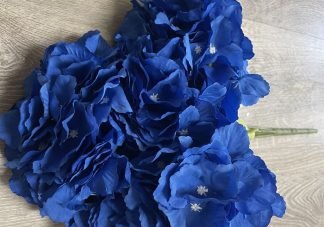 hydrangea royal blue