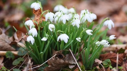 Thousands of snowdrops at Kentwell Hall. Picture: GREGG BROWN