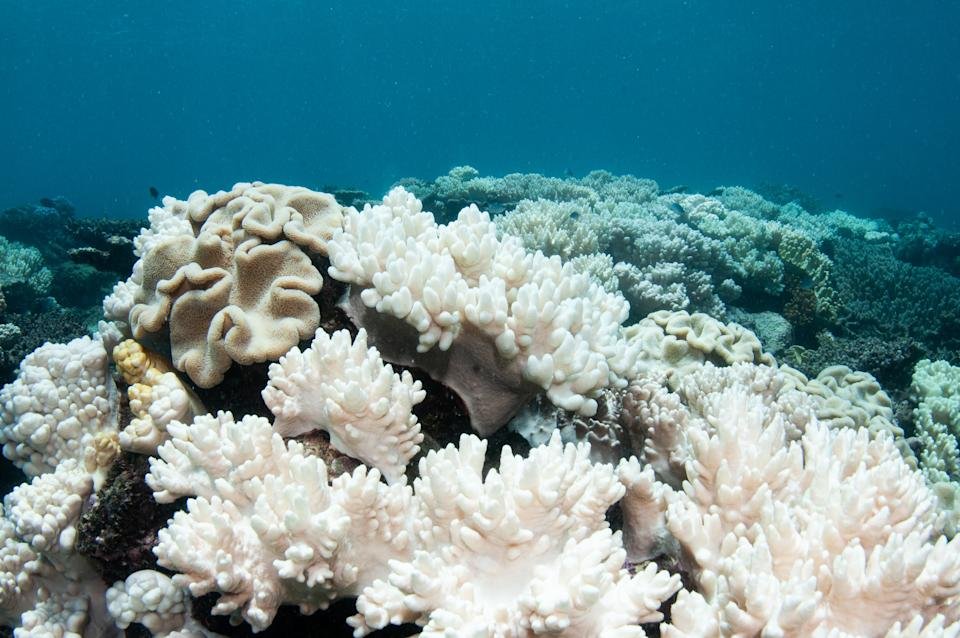 Coral bleaching on the Great Barrier Reef during a mass bleaching event in 2017.