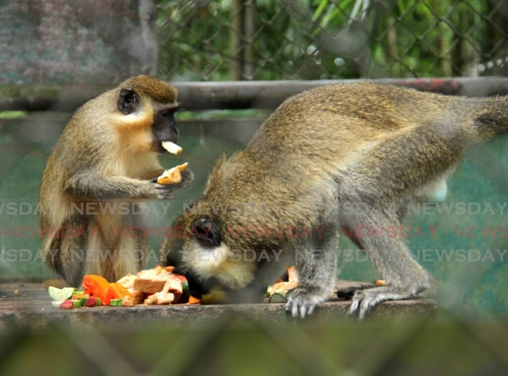 Green monkeys have lunch at the Emperor Valley Zoo, Port of Spain in December, 2021. - File photo/Ayanna Kinsale