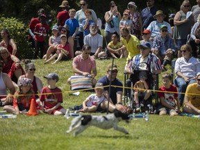 A dog races through obstacles for the KAOS Dogsports show during Canada Day celebrations at the Government House grounds on July 1, 2022 in Regina.