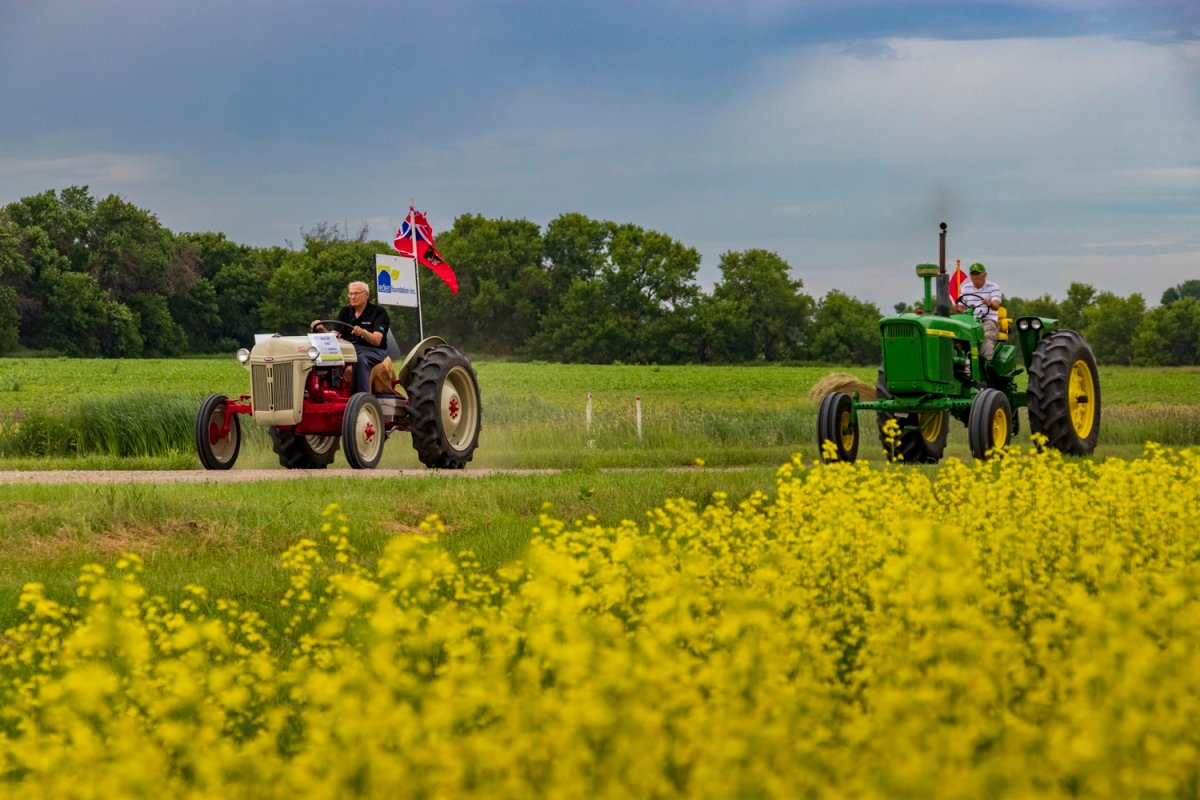 Two men on their antique tractors surrounded by beautiful yellow fields. 