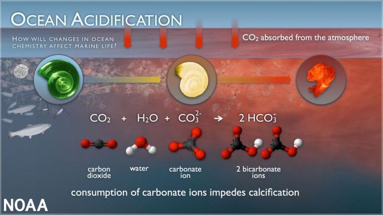 Ocean acidification process